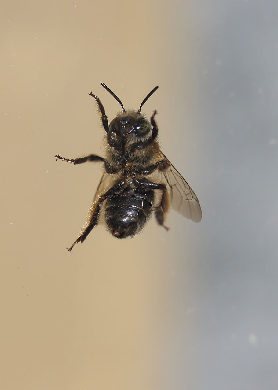 bee, insecta, window, dark, escape, invertebrate, one animal HD wallpaper