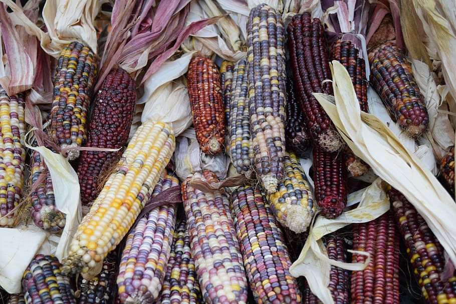 vegetables, veggies, corn, colors, food, food and drink, market HD wallpaper