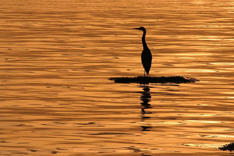 blue heron, sunsets, summer, spring, ocean, sea, silhouette HD wallpaper