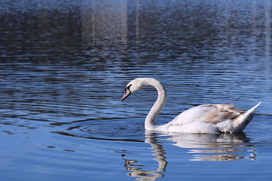 swan, water, surface, animal themes, animal wildlife, bird HD wallpaper