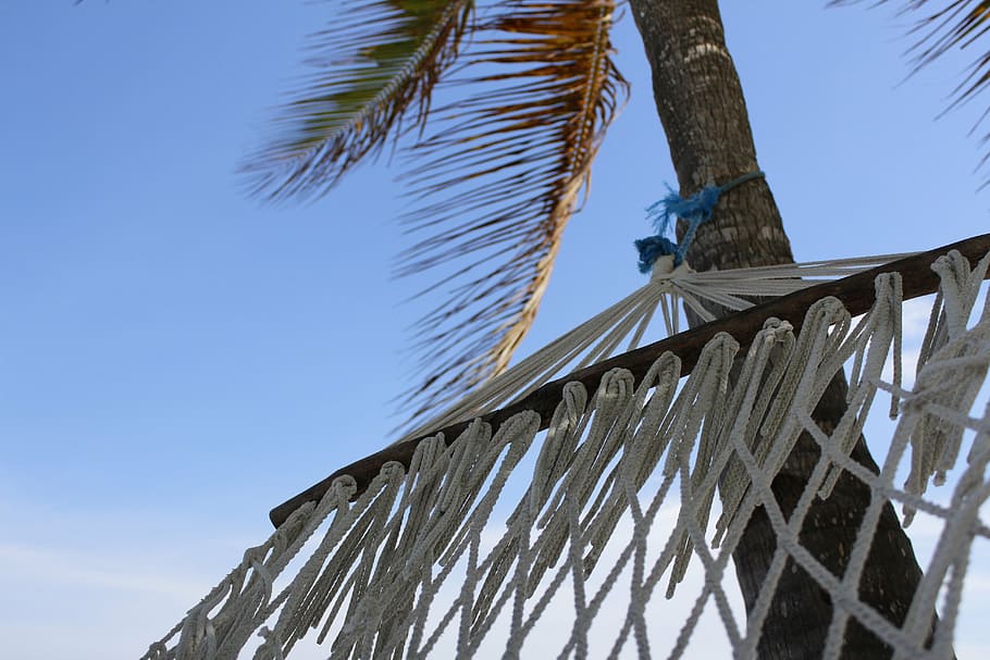 beach, hammock, break, palm tree, sky, low angle view, tropical climate HD wallpaper