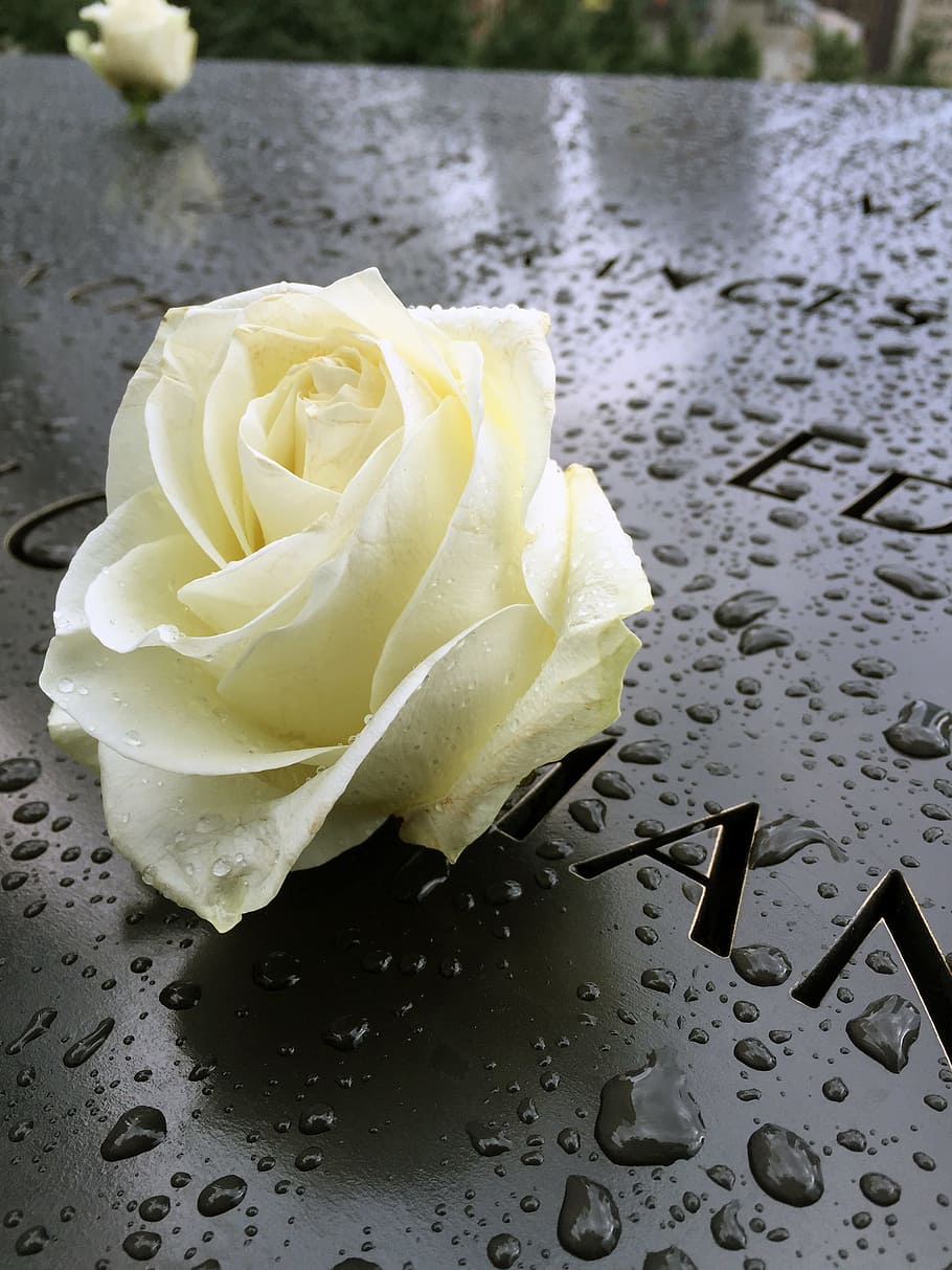 white rose on black surface, Memorial, Nyc, Manhattan, world trade center
