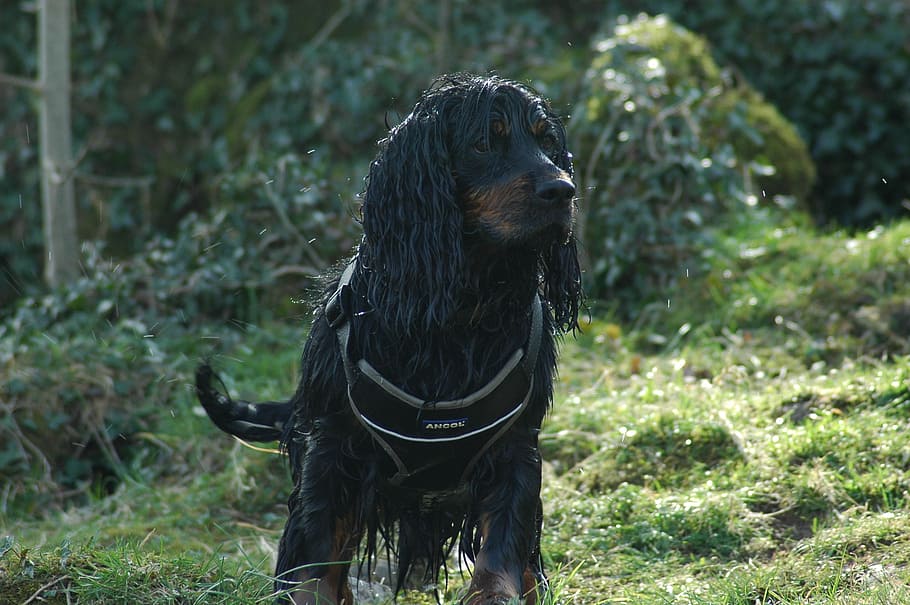 dog, pet, cocker, canine, wet, black, pets, animal, purebred Dog HD wallpaper