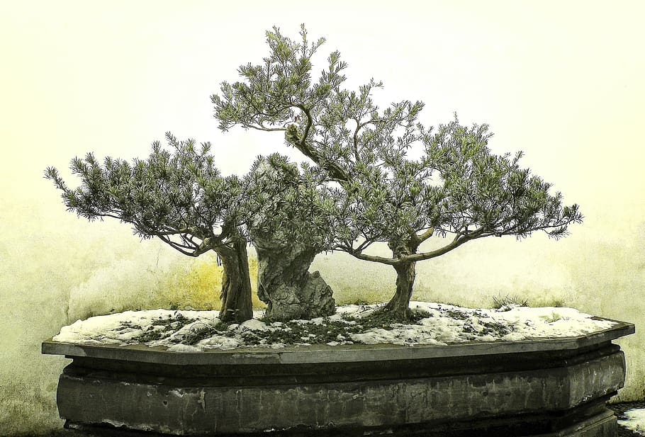 bonsai, tree, winter, snow, ancient, plant, nature, no people HD wallpaper