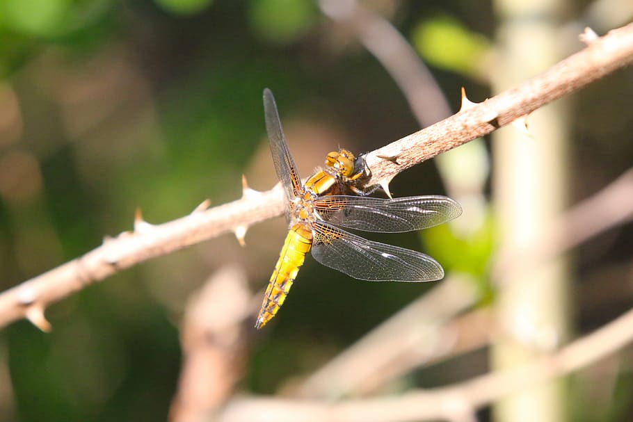 nature, dragonfly, sun, resting, wing, stache load, insect HD wallpaper