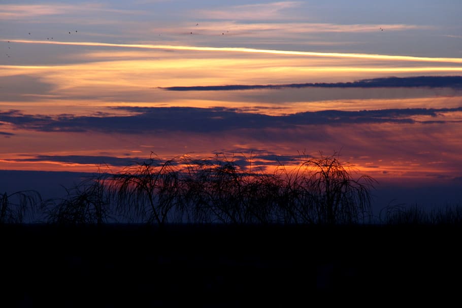 sunset, tree, sky, cloud, red, in the evening, cloud - sky HD wallpaper