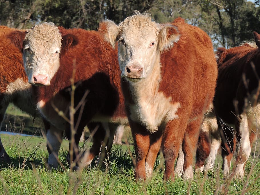 Cattle, Hereford, Race, Boi, creation the pasture, livestock, HD wallpaper