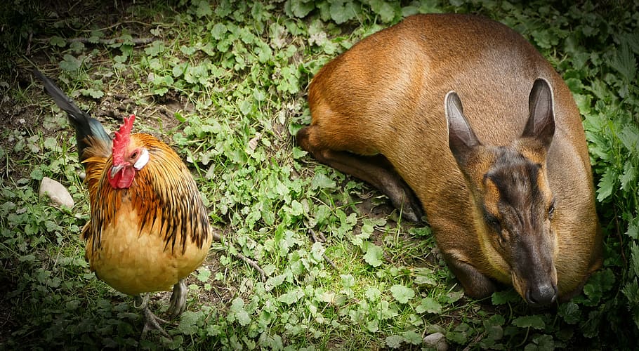 animals, eintracht, side by side, animal themes, mammal, vertebrate HD wallpaper