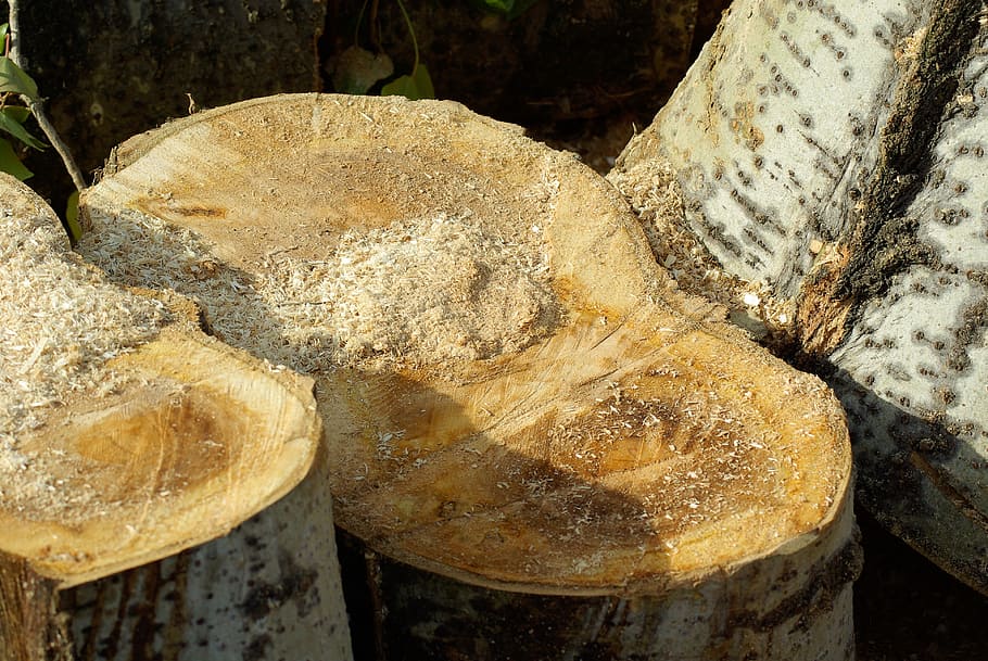 trees, trunks, cup, plane tree, sawdust, close-up, no people HD wallpaper