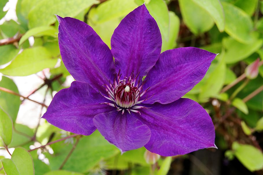 clematis, violet, blossom, bloom, flower, close, purple, flora HD wallpaper