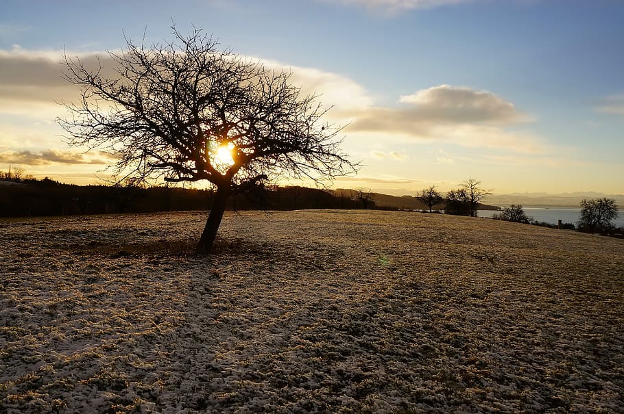 silhouette of tree at sunset, winter trees, snow, morning, sunrise HD wallpaper