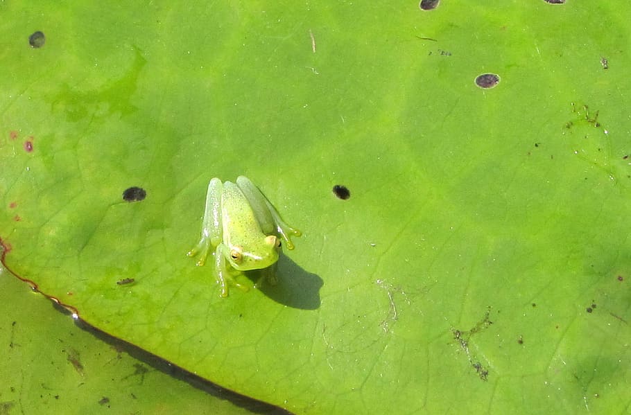 Frog, Close, Lily Pad, Botswana, green, chobe, africa, water HD wallpaper