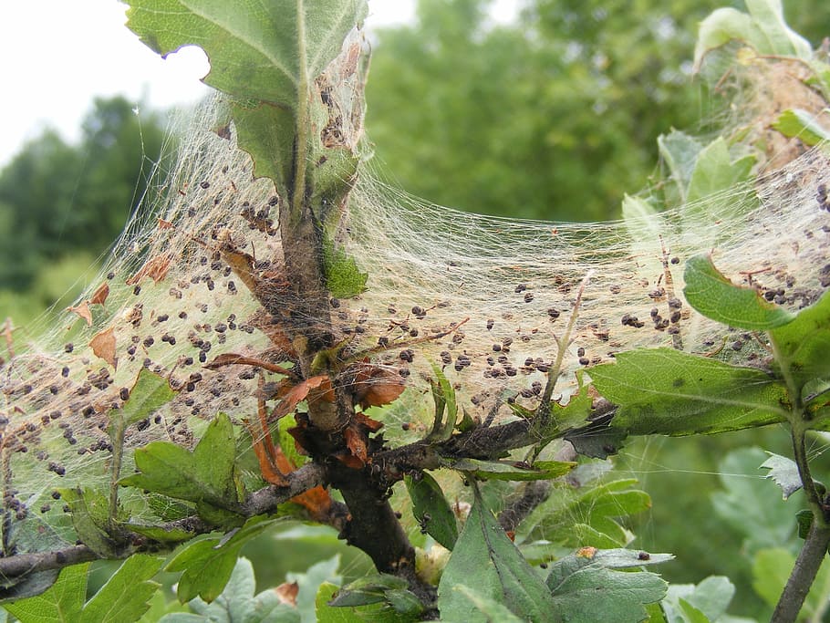 covered, fabric, shrub, spider, swirls, web, nature, plant HD wallpaper