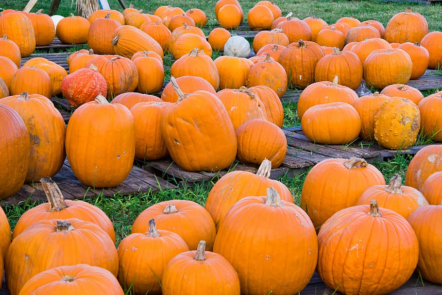 pumpkin, pumpkin patch, harvest, fall, autumn, orange, squash HD wallpaper