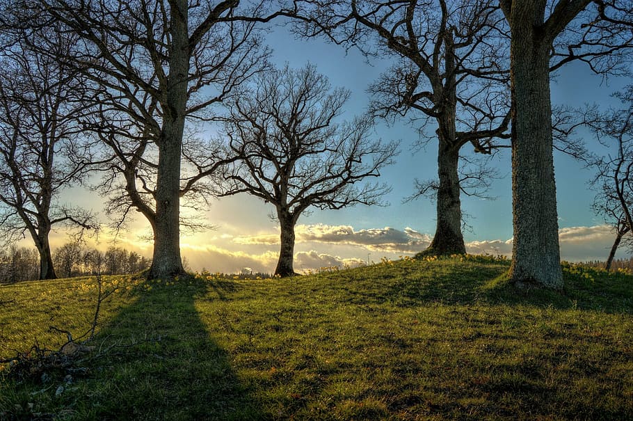 stand of trees during daytime, hdr, sweden, sunlight, solar HD wallpaper