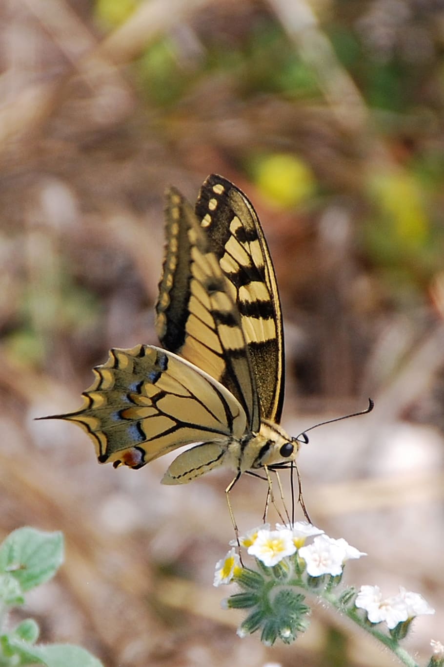 shallow focus photography of black and brown butterfly, insect
