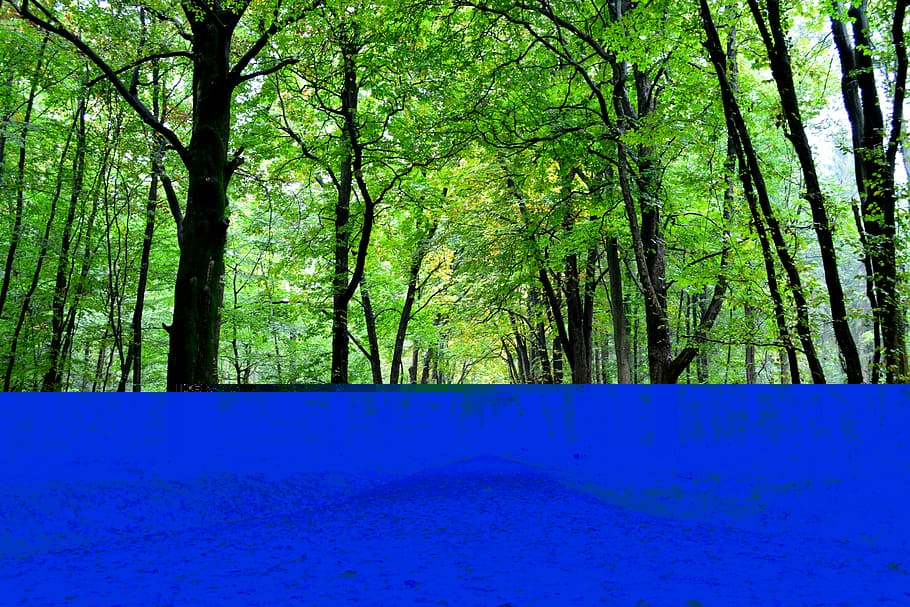 Forest, Path, Trees, Nature, Away, forest path, mood, leaves HD wallpaper