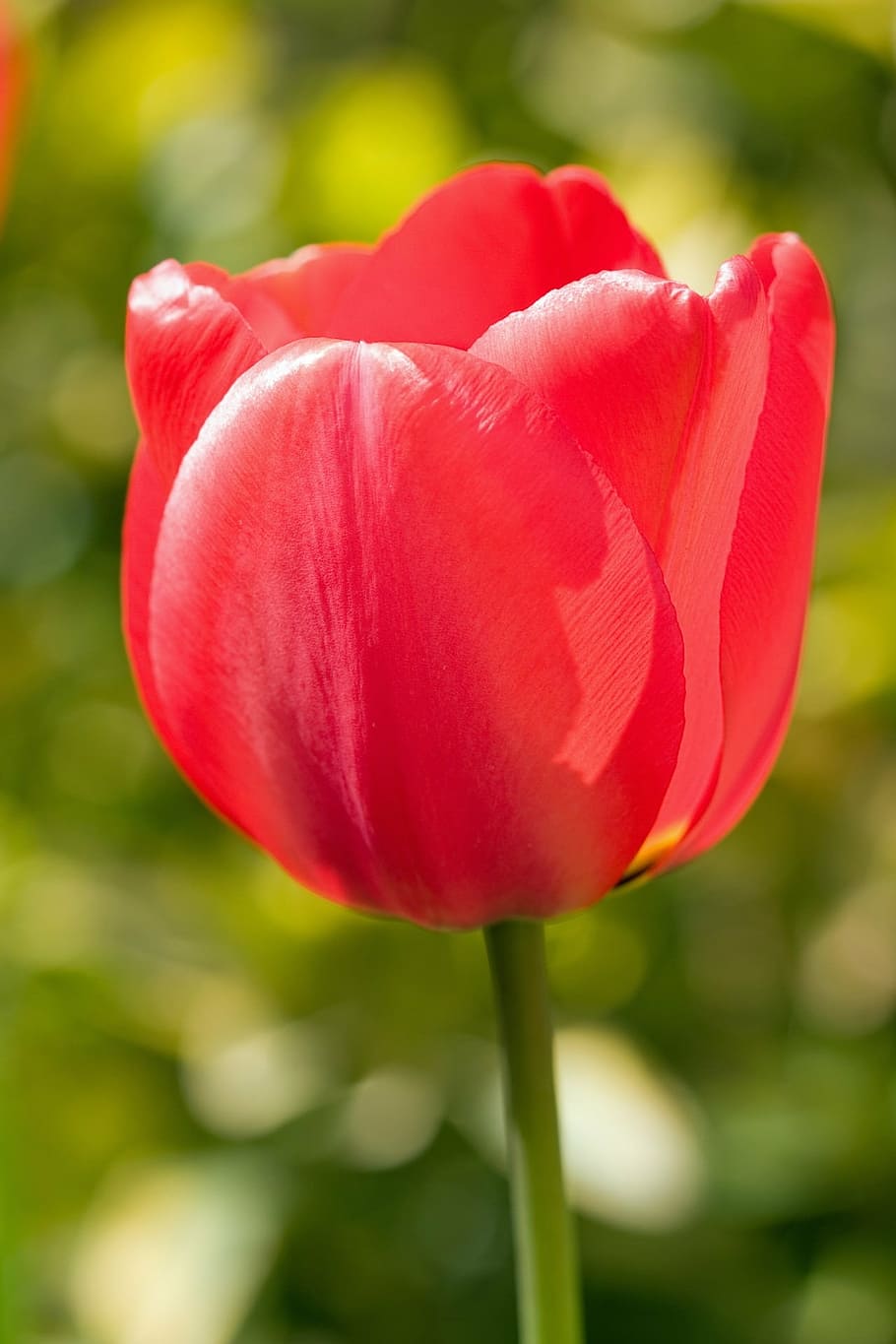 tulip, flower, red, beautiful, macro, close-up, details, floral HD wallpaper