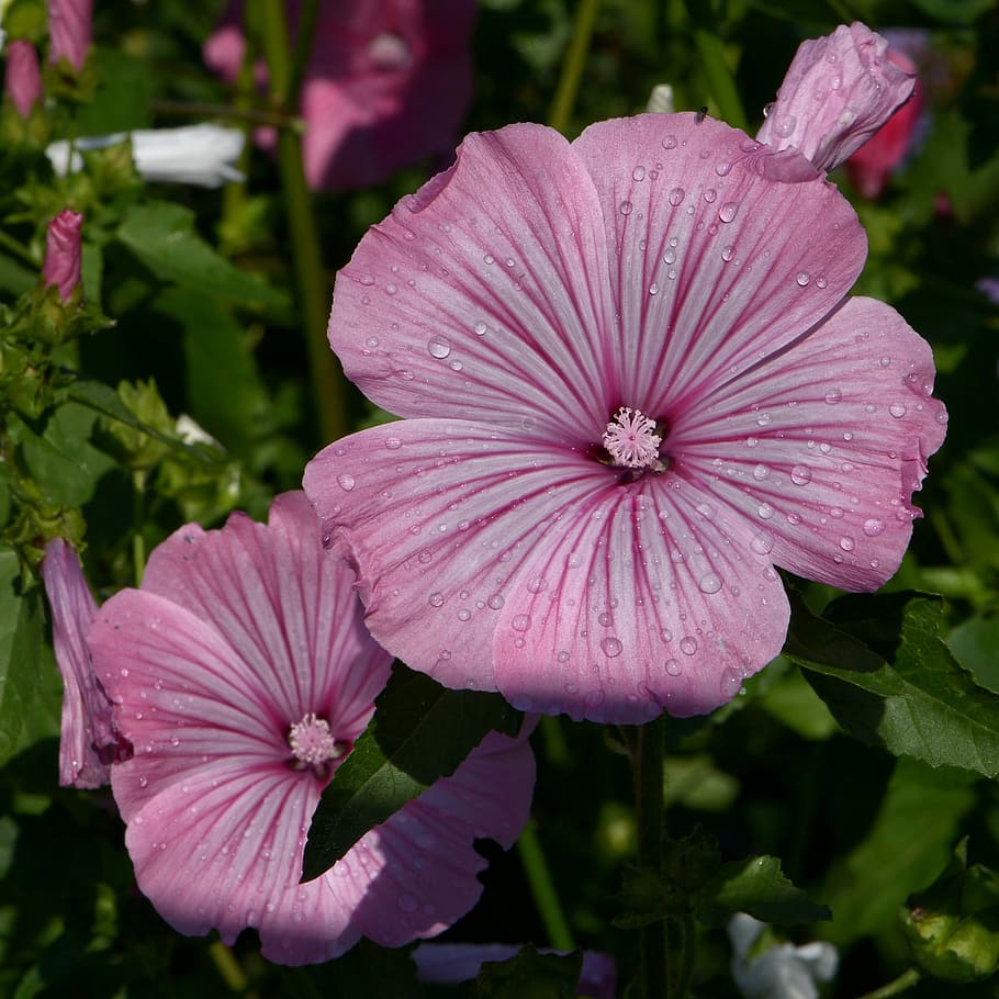 Lavatera Trimestris, Mallow, Pink, pink mallow, blossom, bloom, HD wallpaper