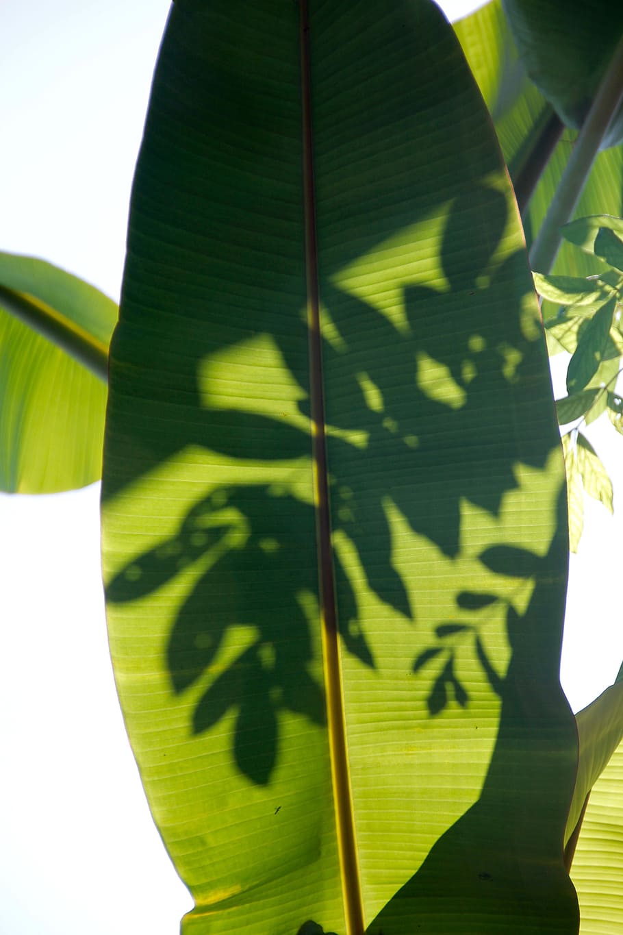 palm, frond, leaf, exotic, palm tree, palm fronds, tropical HD wallpaper