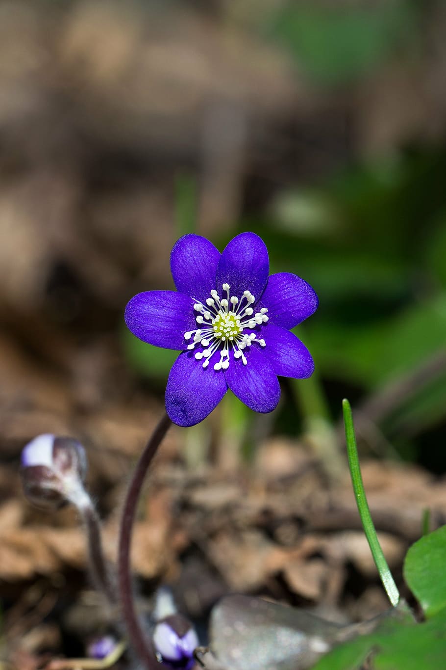 selective focused purple petaled flower, blue, forest, plant