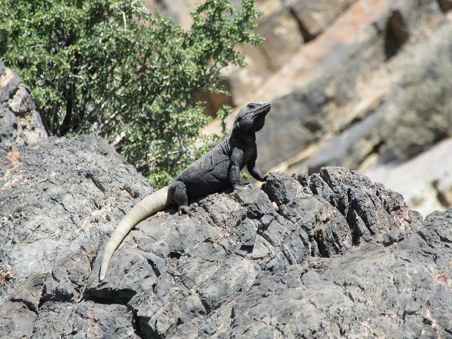 black and gray comodo dragon on gray mountain, lizard, desert HD wallpaper
