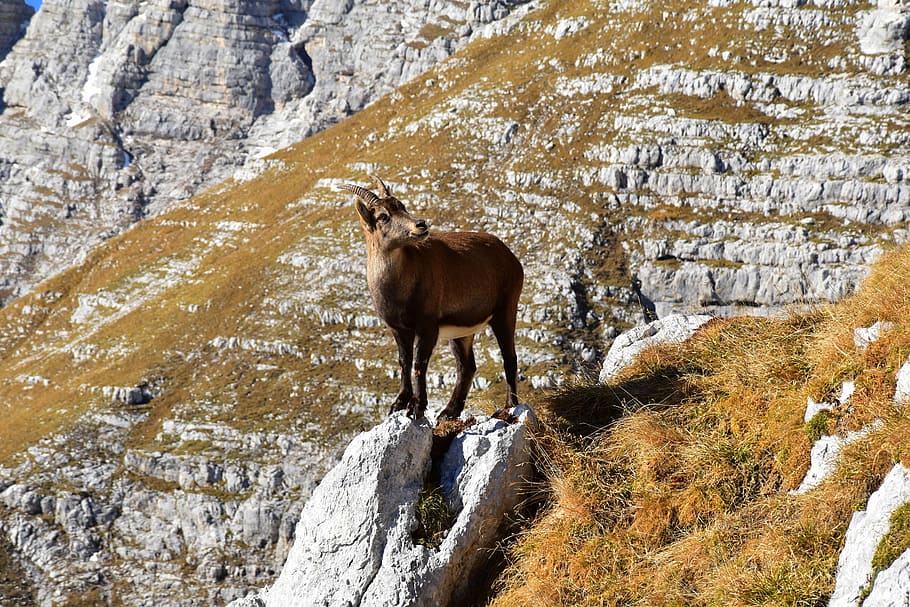 granite, mountain, ram, loner, strength, mammal, animal, animal themes HD wallpaper