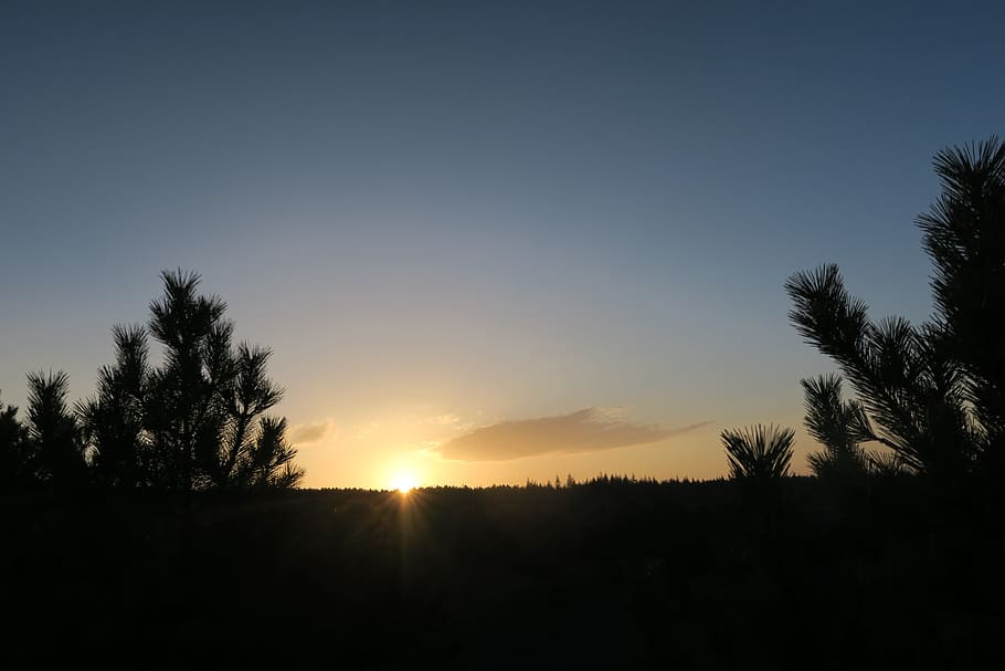 sunset, nature, dawn, tree, solar, sky, tranquility, plant HD wallpaper