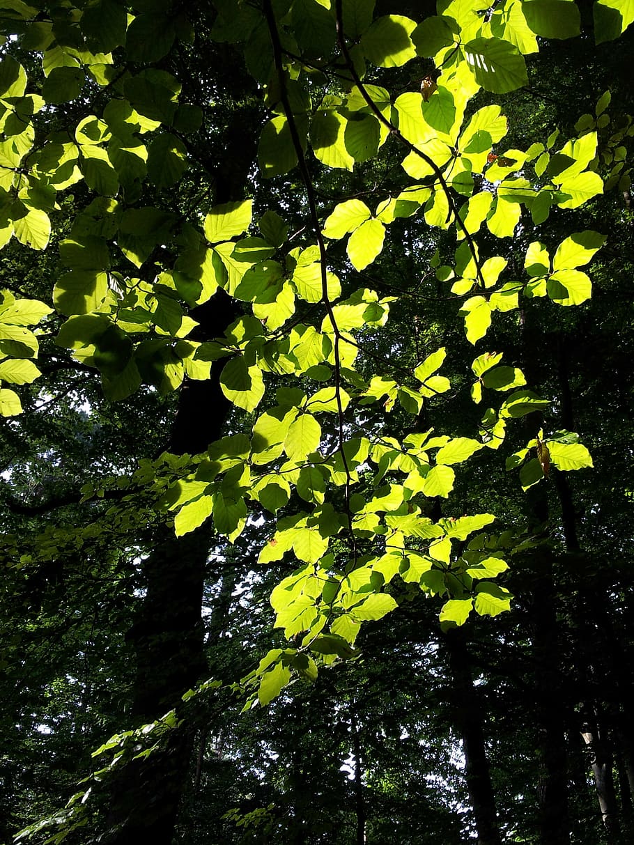 beech, tree, back light, spring, forest, green, leaves, nature HD wallpaper