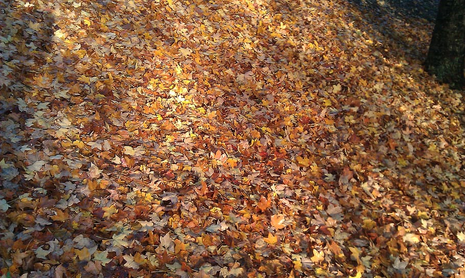 leaves, leaf, fall, autumn, autumn leaves, golden autumn, fall leaves HD wallpaper