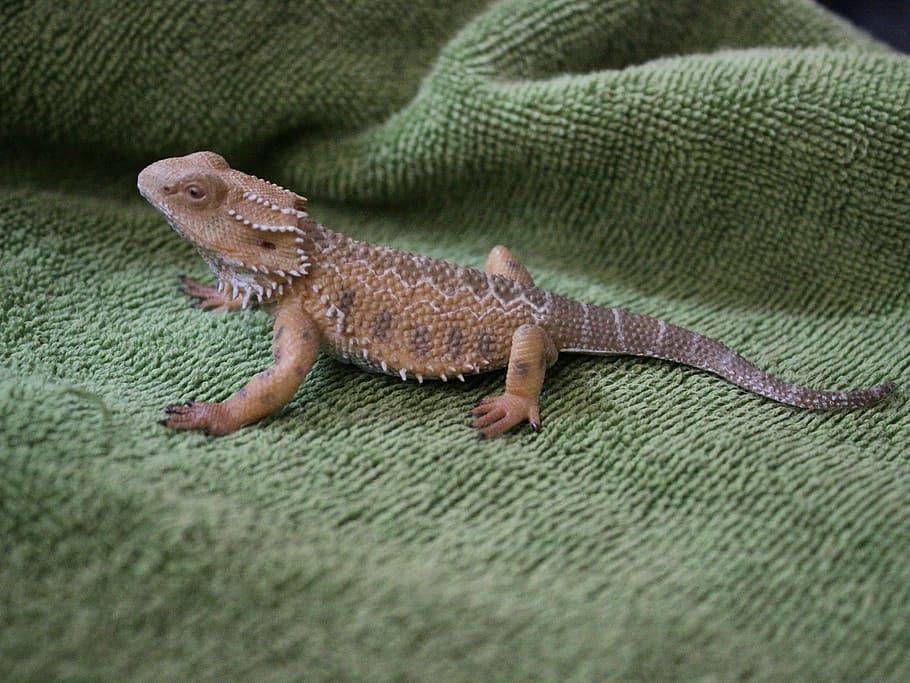 chameleon, lizard, reptile, vertebrate, animal wildlife, one animal HD wallpaper