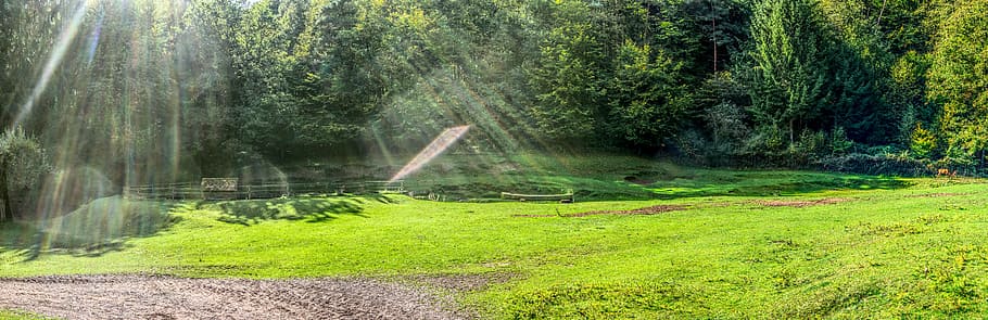 green grass, forest, meadow, sunbeam, back light, light reflection HD wallpaper