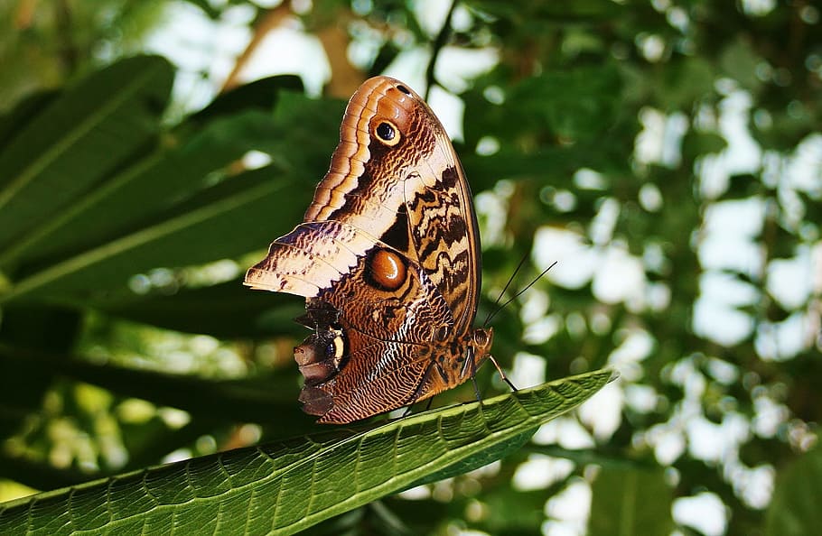 butterfly, bug, large blue butterfly, animal themes, animal wildlife HD wallpaper