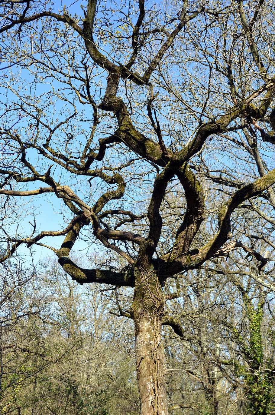 tree, branch, nature, forest, trunk, tree branches, plant, low angle view HD wallpaper