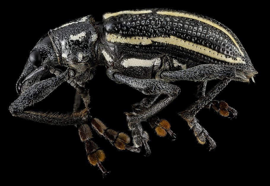 weevil, macro, insect, wildlife, nature, bug, curculionidae HD wallpaper