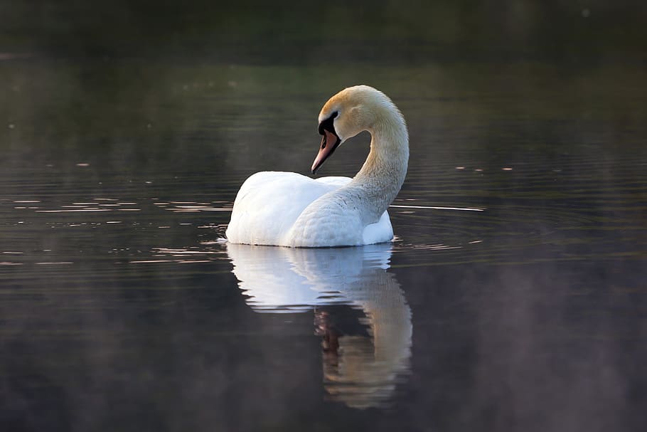 water, birds, animal wildlife, animal themes, swan, animals in the wild HD wallpaper