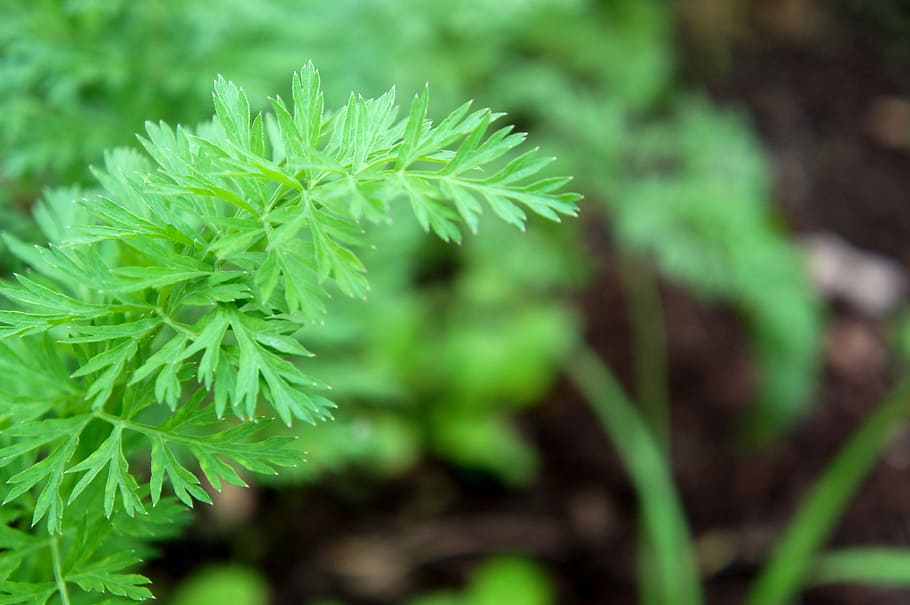 plant, leaf, natural, growth, green color, plant part, beauty in nature HD wallpaper