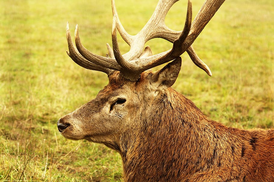 deer, summer, animal, tree, natural, outdoor, wild, antlers HD wallpaper