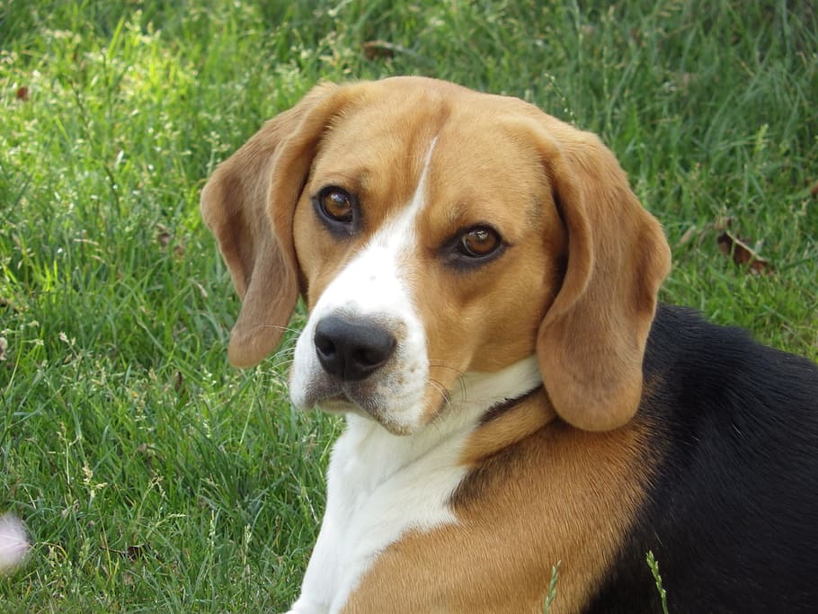 HD wallpaper: adult tricolor beagle on green grass, Dog, Hd, Wallpaper ...