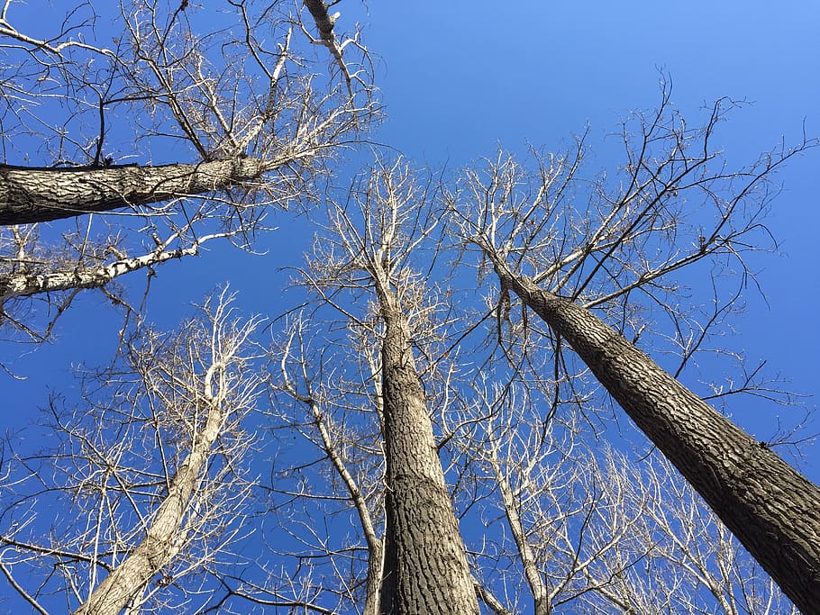 blue sky, shadows, look, tree, low angle view, branch, plant HD wallpaper