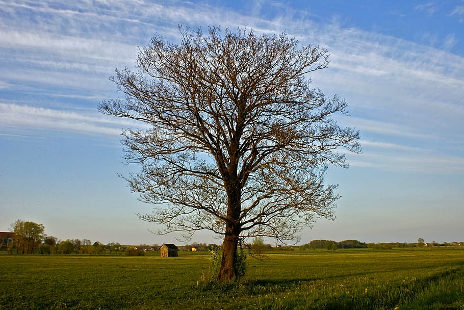 tree, landscape, plain, field, green, clouds, view, village HD wallpaper