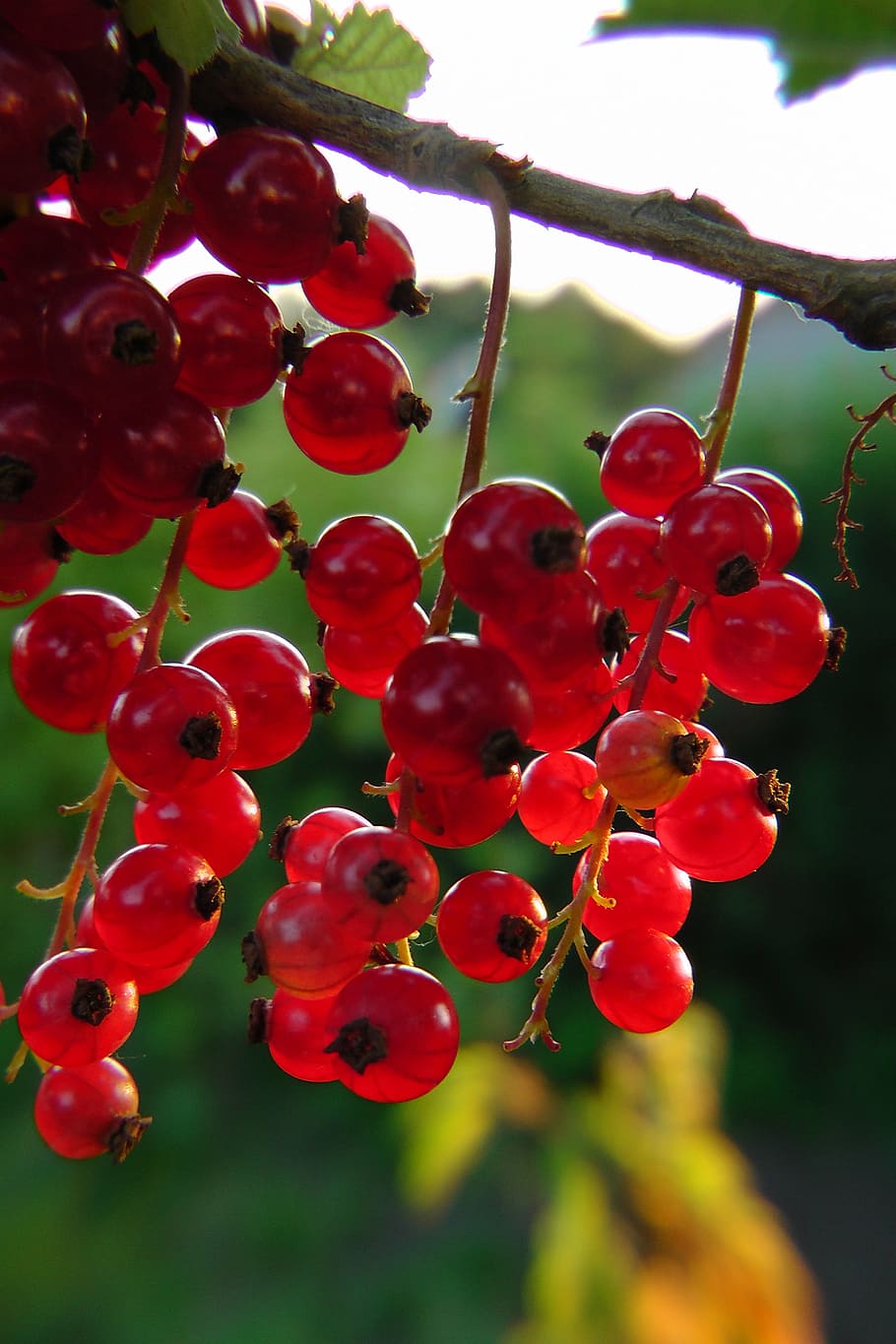 currants, red, berries, plot, soft fruit, garden, fruits, healthy eating HD wallpaper