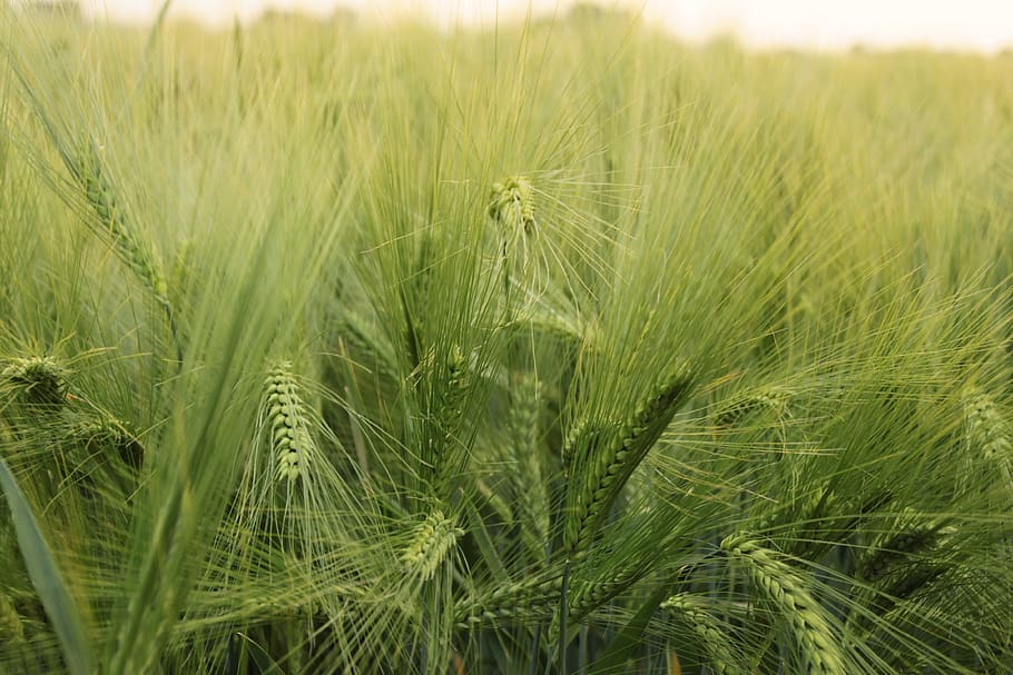 Wheat, Field, Agriculture, Cereals, nature, harvest, landscape