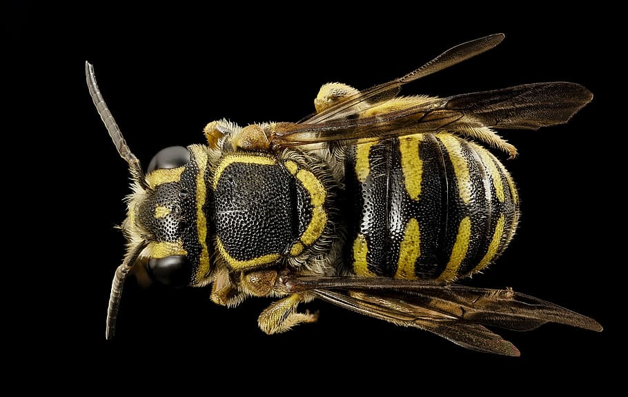 macro photography of black and yellow wasp, bee, insect, back HD wallpaper