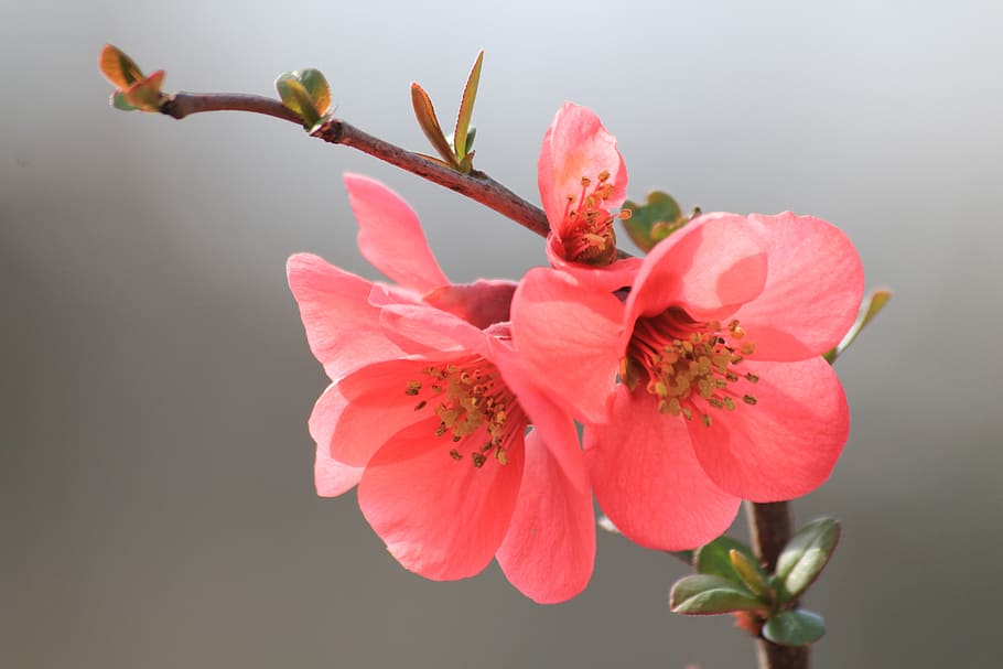 shallow focus photgraphy of pink flowers, spring, bloom in march, HD wallpaper
