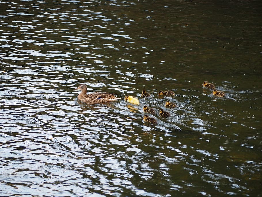 ducks, segovia, river, path, hiking, route, park, animal themes HD wallpaper