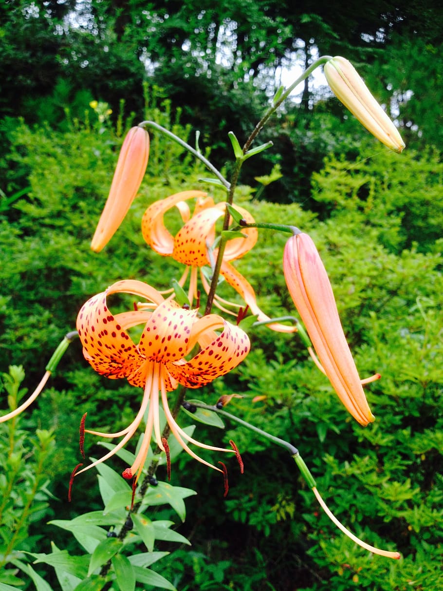 flowers, lily, field, nature, plant, summer, flowering plant HD wallpaper