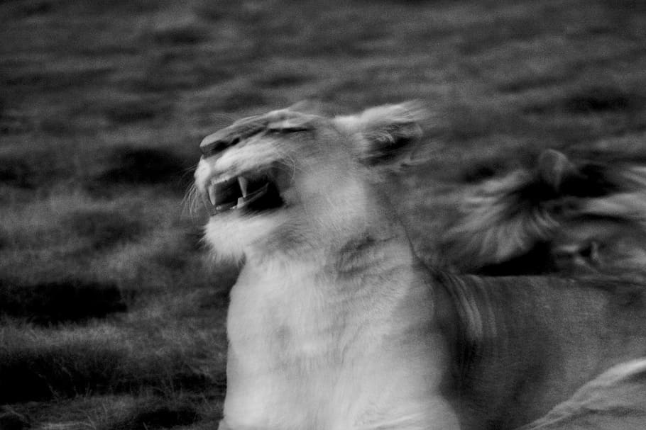 greyscale photography of roaring lioness, grayscale photography of lioness HD wallpaper