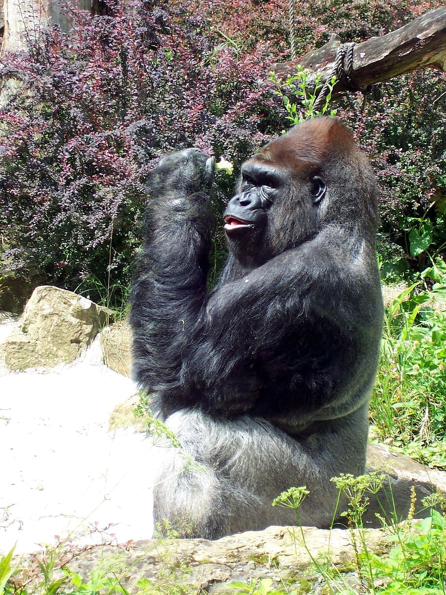 primate, gorilla, ape, lord, leader, boss, debate, monkey, wildlife HD wallpaper