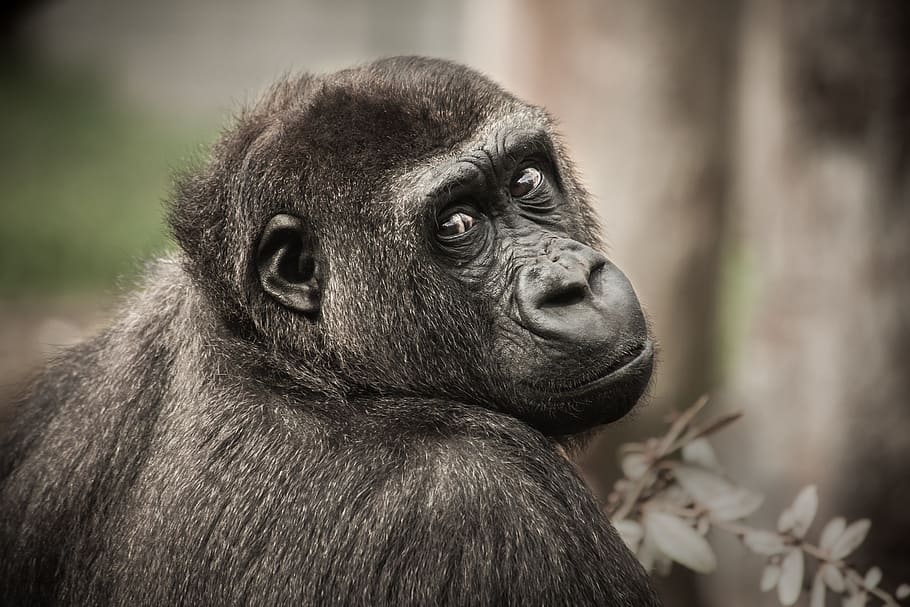 selective photo of Gorilla, chimpanzee, view, monkey, ape, mammal HD wallpaper